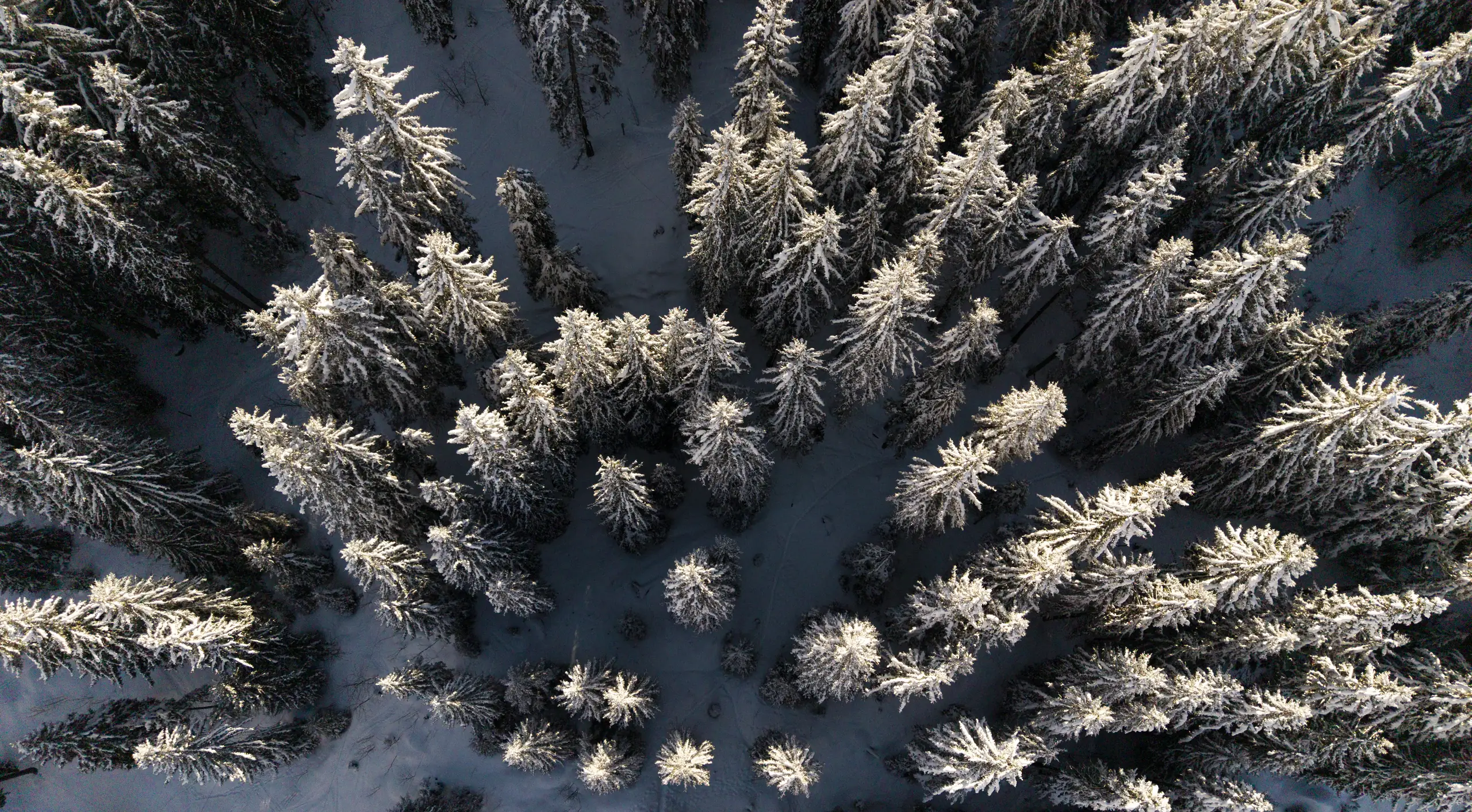Snow-covered pine forest above Verbier seen from the air
